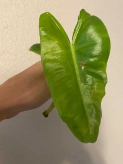 Variegated Philodendron Burle Marx