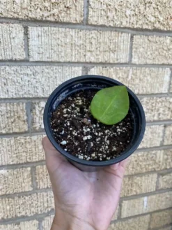 Hoya AH006 ‘Big Leaves’ -Green Aura 1659031766 3