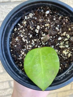 Hoya AH006 ‘Big Leaves’ -Green Aura 1659031775 5