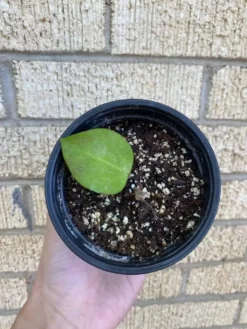 Hoya AH006 ‘Big Leaves’ -Green Aura 1659031782 6