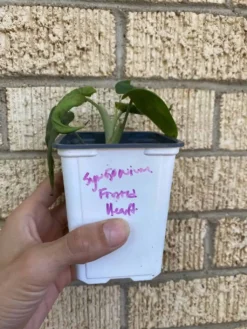 Syngonium ‘Frosted Heart’ -Green Aura 1659032009 3