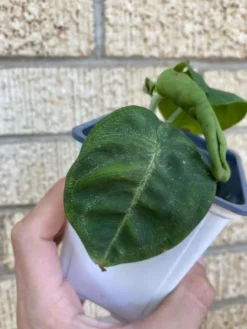 Syngonium ‘Frosted Heart’ -Green Aura 1659032011 4