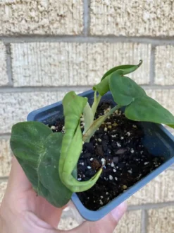 Syngonium ‘Frosted Heart’ -Green Aura 1659032014 5