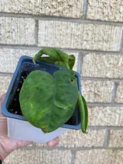 Syngonium ‘Frosted Heart’ -Green Aura 1659032016 6