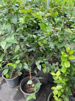 Surinam Cherry Tree -Green Aura 1693885619 3