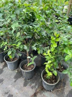 Surinam Cherry Tree -Green Aura 1693885620 4