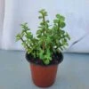 Elephant Bush In 4 Inch Pot -Green Aura 1695597072 1