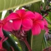 Royal Hawaiian Plumeria Cutting, 15in+ -Green Aura 1695938032 1