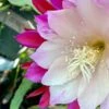 Clown Epiphyllum Plant, Orchid Cactus -Green Aura 1695961915 1