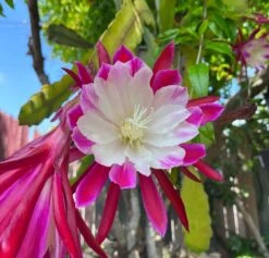 Clown Epiphyllum Plant, Orchid Cactus -Green Aura 1695961915 2
