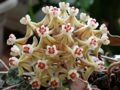 Beautiful Hoya Curtisii In A 4 Inch Pot! Blooms Are Amazing! -Green Aura 1955585316 1e36a51b00 b