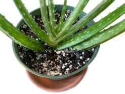 Live Aloe Vera Plant In A 4 Inch Pot! Amazing Health Benefits! -Green Aura 2 10