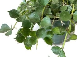 Beautiful Hoya Curtisii In A 4 Inch Pot! Blooms Are Amazing! -Green Aura 2 13