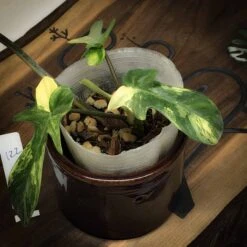 Green Aura -Green Aura 2 IMG 0667