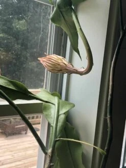 Queen Of The Night - Night Blooming Cereus -Green Aura 20190804 190500548 iOS rotated 1