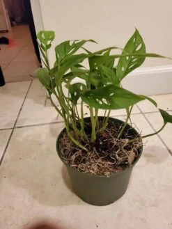 Monstera Adansonii - 6"