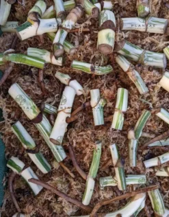 Monstera Albo Borsigiana -Green Aura 2022 02 26 09.13.20R 1