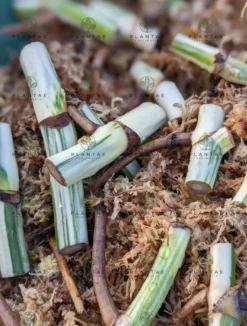 Monstera Albo Borsigiana -Green Aura 2022 02 26 09.14.16R