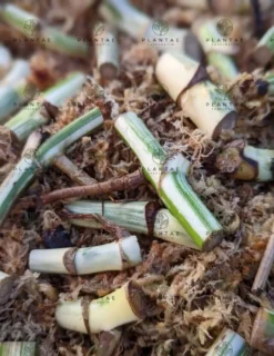 Monstera Albo Borsigiana -Green Aura 2022 02 26 09.14.42R