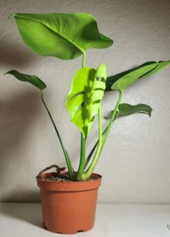 Monstera Deliciosa -Green Aura 20220215 184306