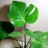 Monstera Deliciosa -Green Aura 20220215 184440