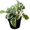 Pearl And Jade Pothos -Green Aura 20220614 045401 0000