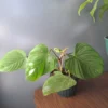 Fuzzy Petiole Philodendron -Green Aura 20221015 094723 rotated 1