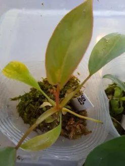 Atabapoense Philodendron