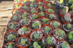 Penis Cactus | Trichocereus Bridgesii Monstrose| Rare Cactus -Green Aura 20221212 121352 rotated 1