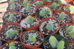 Penis Cactus | Trichocereus Bridgesii Monstrose| Rare Cactus -Green Aura 20221212 121421 rotated 2