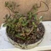 Succulent- Adromischus Filicaulis Ssp. Filicaulis -Green Aura 2023 1