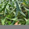 Alocasia Tigrina (Growers Choice) -Green Aura 20230224 110825 1 rotated 1