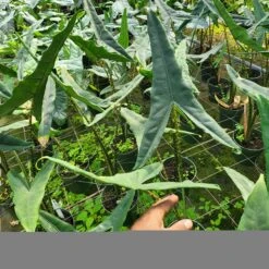 Alocasia Tigrina (Growers Choice)