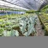 ALOCASIA CHANTRIERI (GROWERS CHOICE) -Green Aura 20230224 111359 1 rotated 1