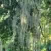Beautiful Fresh Florida Spanish Moss (Tillandsia Usneoides) In 1 Gallon Bags -Green Aura 20230613 185714 rotated 1