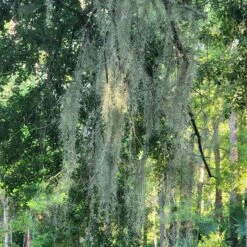 Beautiful Fresh Florida Spanish Moss (Tillandsia Usneoides) In 1 Gallon Bags -Green Aura 20230613 185714 rotated 2