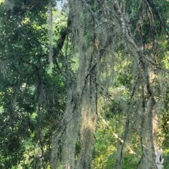 Beautiful Fresh Florida Spanish Moss (Tillandsia Usneoides) In 1 Gallon Bags -Green Aura 20230613 185741 rotated 1
