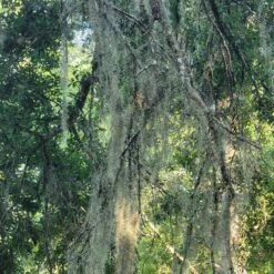 Beautiful Fresh Florida Spanish Moss (Tillandsia Usneoides) In 1 Gallon Bags -Green Aura 20230613 185743 rotated 1