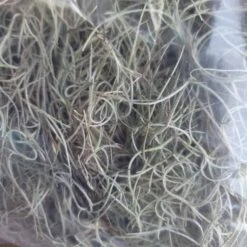 Beautiful Fresh Florida Spanish Moss (Tillandsia Usneoides) In 1 Gallon Bags -Green Aura 20230613 185835 rotated 1