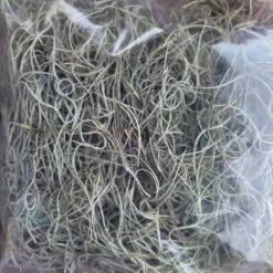 Beautiful Fresh Florida Spanish Moss (Tillandsia Usneoides) In 1 Gallon Bags -Green Aura 20230613 185842 rotated 1