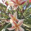 Rare Plumeria, Madame Poni, 15+ In Cutting -Green Aura 291F0DA7 C6C2 4153 AC41 B5D452CED5A1