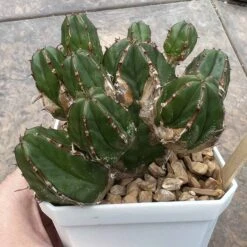 EUPHORBIA HANDIENSIS -Green Aura 2A6358D7 1B7A 42A4 881D B9F06E27560D