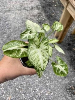 Syngonium Or Arrowhead Plant White Butterfly Variegated 4 Inch Pot Large -Green Aura 2E8B307E 3160 40DE 8B01 7D292970B170 1 105 c
