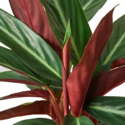 Stromanthe Triostar | Stromanthe Sanguinea | Exotic Houseplant -Green Aura 2c3f4545 d0e4 53df 9425 8ad5b5732717 effc8150 8017 4a95 b10e 19fdf395e84b 1800x1800