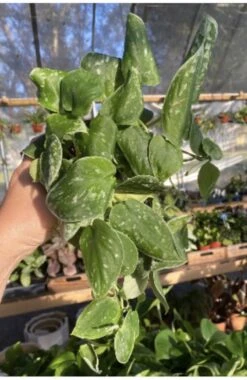 Scindapsus Pictus Or Pothos Satin 4 Pot Live Plant -Green Aura 31144984 3CC0 4EAF B42F BA391F7DD001 1 201 a