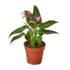 Anthurium Purple | Anthurium Andraeanum | Flowering Houseplant -Green Aura 313d02f6 f9a0 5e64 a4f1 c509f7cb87d7 902x902