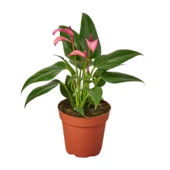 Anthurium Purple | Anthurium Andraeanum | Flowering Houseplant
