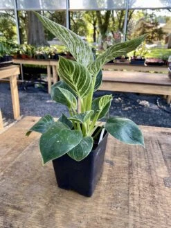 Philodendron Birkin 4 Inch Tall Pot Live Plant Variegated Houseplant -Green Aura 32704503 EF56 44FF 8B90 86C6EB27A1E4 1 201 a