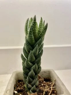 Haworthia Reinwardtii (in Portuguese Tile Vase) -Green Aura 3EFD87A0 C9F0 439D B8ED B324D74507B7