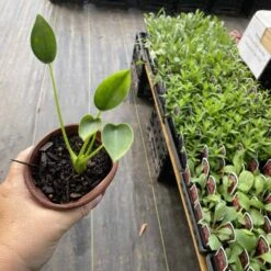 Green Aura -Green Aura 3FDD83BA 2813 4C65 B4A0 87DF1591289E rotated 1